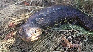 Shingleback Lizard Defense [upl. by Ylro885]