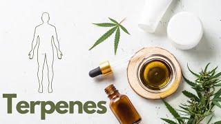 Cannabis An educational guide for understanding Terpenes THC amp CBD [upl. by Becki]