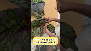 नवंबर की आर्गेनिक सब्जियाँ quotNovember Gardening Harvest Fresh and Organic Veggies from Your Terracequot [upl. by Assertal36]