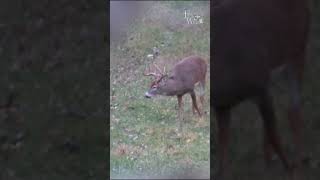 ADRENALINE RUSH WHITETAIL HUNT [upl. by Ecyob]