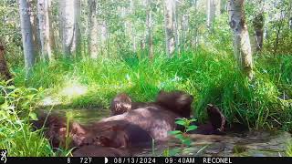 Laid Back Bear Splashes Around in Pond [upl. by Vance995]