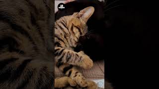 Sleepy Cat amp Lullaby Sounds in 4K  Relax and Fall Asleep with Ease [upl. by Lilahk]