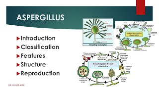 Aspergillus structure life cycle  URDUHINDI  AZ concepts guide [upl. by Atirma]