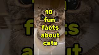 10 Fun Facts cats shortvideo catlovers petlovers [upl. by Arimat]