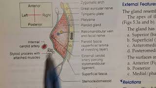 Parotid Region  Parotid Gland  location capsule [upl. by Josias536]