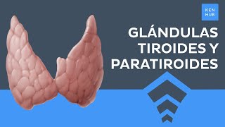 Glándulas tiroides y paratiroides Anatomía histología y hormonas  Anatomía Humana  Kenhub [upl. by Irolav]