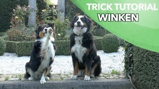 Winken  Einsteigertrick 2 von 3  Leichte Hundetricks beibringen  Clicker Australian Shepherd [upl. by Siulesoj]