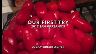 San Marzano Tomatoes [upl. by Daune]