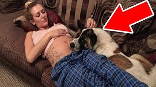 Dog Who Keeps Barking At Pregnant Owner’s Belly Helps Uncover A Deadly Danger [upl. by Kiyohara201]