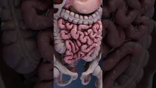 Intestinal peristalsis movement peristalsis intestine intestino intestinalhealth intestinal [upl. by Dressler]