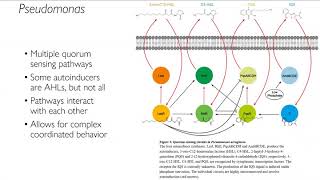 Lecture 8 Quorum sensing and biofilms [upl. by Raoul]