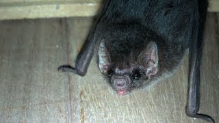 The Hairylegged Vampire Bat has Nice Eyes [upl. by Debor]