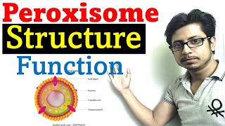 Peroxisome structure and function [upl. by Assennav]