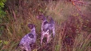 German Shorthaired Pointer on Woodcock point and flush [upl. by Ahtnams]