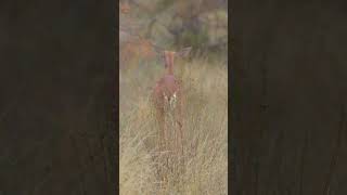 Gerenuk🌍Samburu National Reserve wildlife gerenuk samburu safari shorts olonanaonsafari [upl. by Masao]