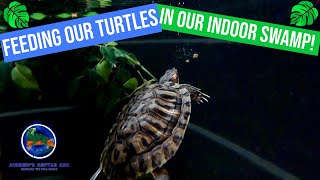 Feeding our Red Eared Sliders in our Indoor Pond [upl. by Kutzenco]