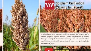 How to cultivate Sorghum [upl. by Hayyifas]