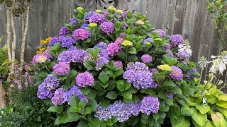 Hydrangea Macrophylla Mop Head Big Leaf After Deadhead  August 13 [upl. by Alderson]