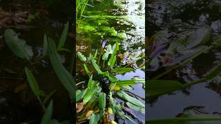 Flooded paddy fields shortclips [upl. by Cazzie353]