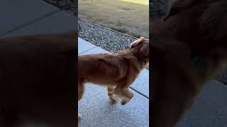 Annoyed dog dogsofyoutube dogs dog [upl. by My]