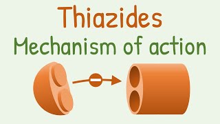 Thiazides mechanism of action [upl. by Clevie]