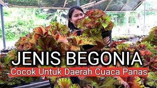 Ini Dia Jenisjenis Begonia Maaf Begonia Sudah Tidak Tersedia  omded tv jalan  jalan 135 [upl. by Ahsien]