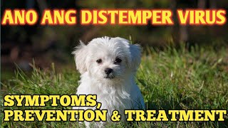 ANU ANG DISTEMPER VIRUS SA ASO  SYMPTOMS PREVENTION AND TREATMENT [upl. by Lohner]