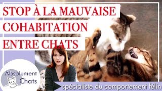 Vos chats se battent  4 règles pour améliorer la cohabitation entre vos chats [upl. by Cooe]