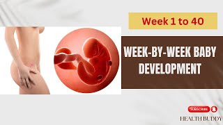 Inside the Womb Baby Development from 1 to 40 Weeks [upl. by Brause]