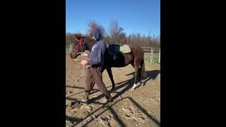 Getting the Babies Saddled up horseracing [upl. by Gabbert]