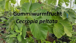 Cecropia peltata  Gummiwurmfrucht [upl. by Pittman]