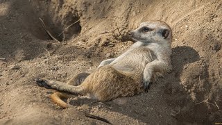 Cute And Funny Meerkat Pets Compilation [upl. by Aicenad993]