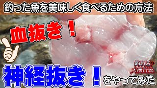 釣った魚を美味しく食べたい！！誰でも出来る「血抜き」と「神経締め」のやり方！！釣れた良型シーバスでやってみた♪ [upl. by Micheil247]