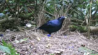 Bowerbird builds its bower in Lamington National Park [upl. by Inoliel]