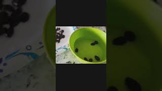 How to Grow Cherimoya Fruit from Seeds cherimoya fruit howto gardening fromseeds fromstore [upl. by Patten845]