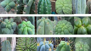 Trichocereus WalkAround 5 [upl. by Fotinas]