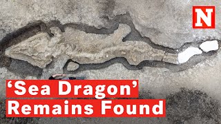 180 MillionYearOld ‘Sea Dragon’ Skeletal Remains Dug Up In ‘Unprecedented Discovery’ [upl. by Cole]