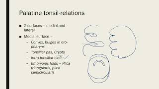 Palatine Tonsil [upl. by Wolf76]