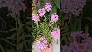 Epidendrum Rosa Mesclado 🥰 orquideasfloridas orquideaepidendrum floracão [upl. by Ihana592]