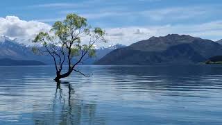 That Wanaka Tree [upl. by Myron234]