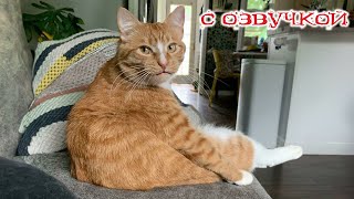 Приколы с котами Смешные коты и собаки С ОЗВУЧКОЙ ПРИКОЛЫ С ЖИВОТНЫМИ [upl. by Ariajay]