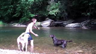 AMAZING SWIM WITH LABRADOR RETRIEVERS [upl. by Knitter]