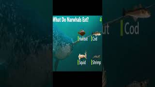 Interesting facts about Narwhals  AnimalsAndPets [upl. by Ardnahsal388]