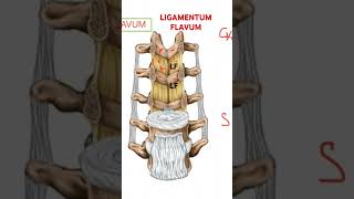 LIGAMENTUM flavum Vertebral column BIOMECHANICS [upl. by Eelinej43]