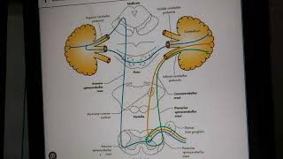 Spino cerebellar tract Anterior and Posterior [upl. by Olzsal]