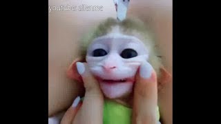 Smile The most beautiful and funnest pocket monkey video 2018 [upl. by Peedus859]