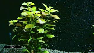 Ludwigia Repens Growth Timelapse 20 Days [upl. by Anehta]