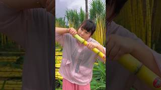 Yellow sugarcane garden and harvesting activities from farmers with eating so sweet fresh 2024 [upl. by Gorman]