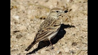 Greater Shorttoed Lark Calandrella brachydactyla Μικρογαλιάντρα  Τρασιηλούδα  Cyprus [upl. by Eyatnod]