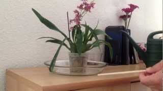 Watering orchids in sphagnum moss [upl. by Acirtap]